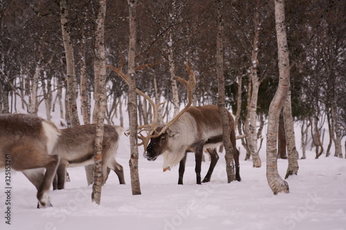 Reindeer Norway