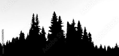 Silhouette of spruce forest on white background