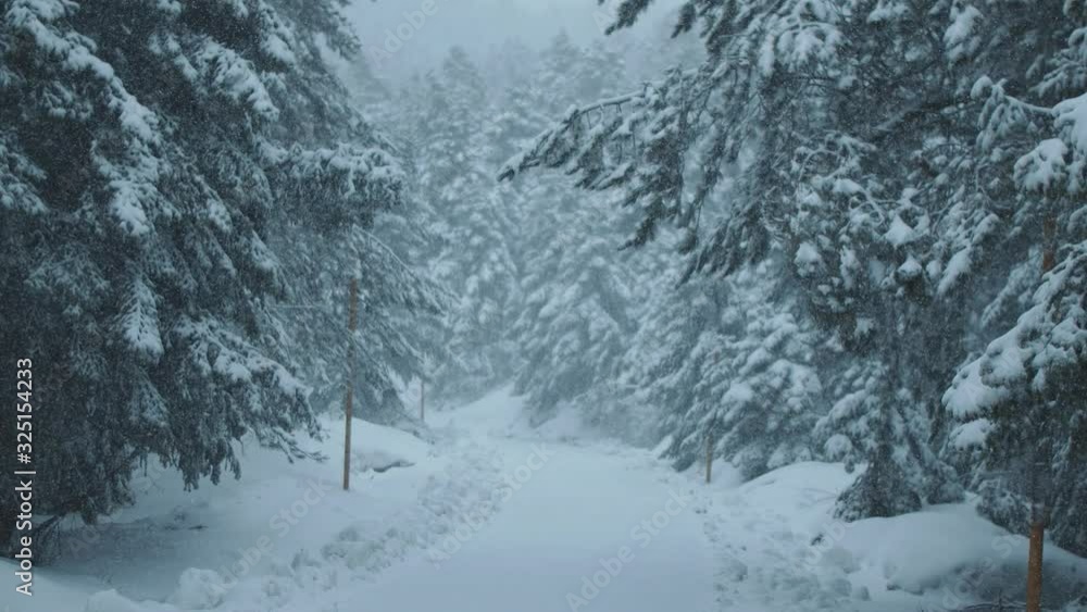 Snow particles falling on winter forest fir and pine trees.Heavy snow and blizzard.Original 10bit 4:2:2 slow motion clip. Snow particles falling on winter forest fir and pine trees.Heavy snow and blizzard.Original 10bit 4:2:2 slow motion clip.