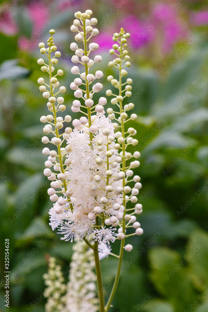 Actaea heracleifolia in garden. Growing medicinal plants in the garden
