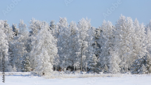Hoar-frosted trees in Northern Finland