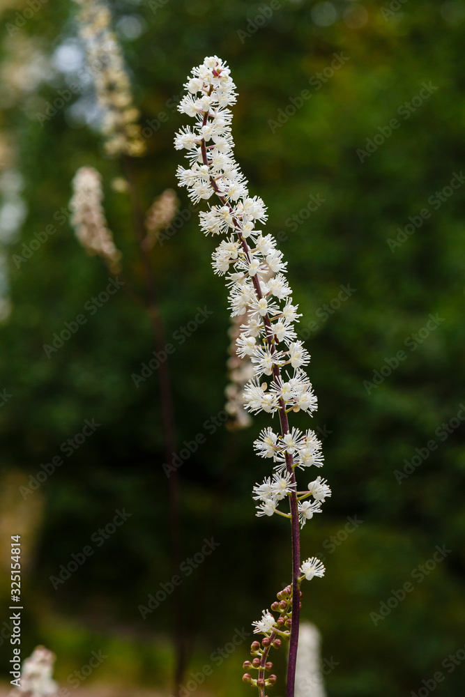 Flowers of Black cohosh (Cimicifuga racemosa) in the garden Flowers of Black cohosh (Cimicifuga racemosa) in the garden