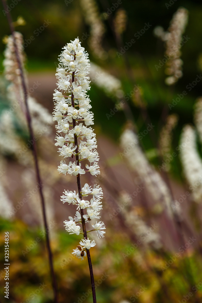 Flowers of Black cohosh (Cimicifuga racemosa) in the garden Flowers of Black cohosh (Cimicifuga racemosa) in the garden
