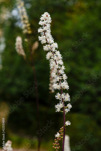 Flowers of Black cohosh (Cimicifuga racemosa) in the garden
