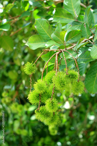 Vertical Image of Closeup Bunch of Vivid Green Unripe Rambutan Fruits on the Tree