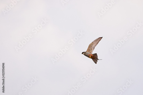 Eurasian Hobby in flight  Falco Subbuteo 