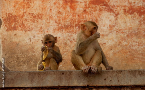 Photography two curious monkey at monkey palace, Jaipur, Rajasthan, India