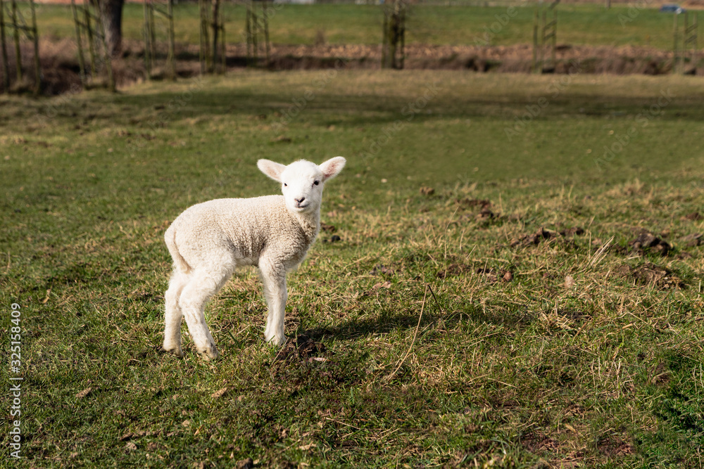Small cute baby lamb in pasture turning head towards the camera Small cute baby lamb in pasture turning head towards the camera