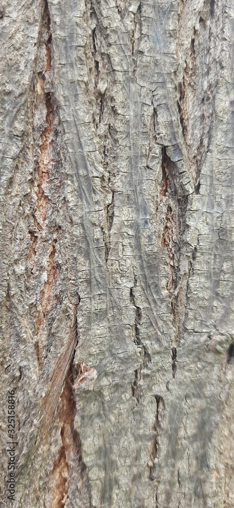 Naklejka premium melia azedarach dek tree bark background