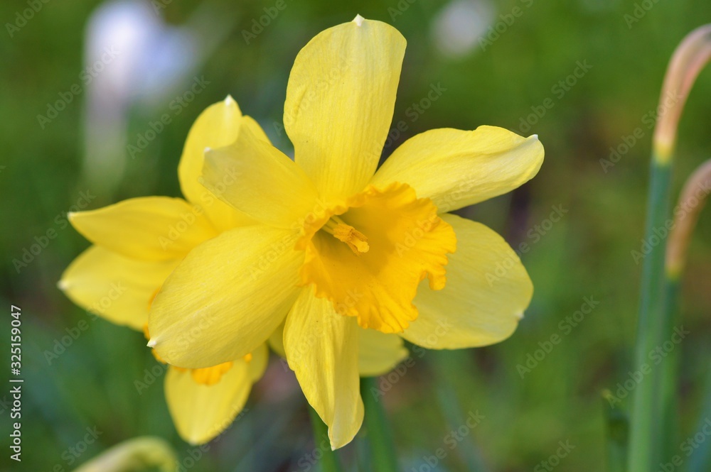 Spring Daffodil in the garden. Spring Daffodil in the garden.