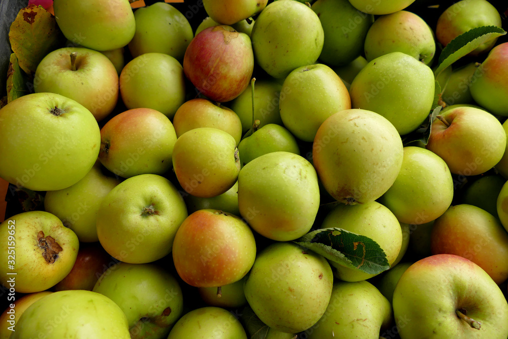 Organic and wild apples harvested in the Pelion forest Organic and wild apples harvested in the Pelion forest
