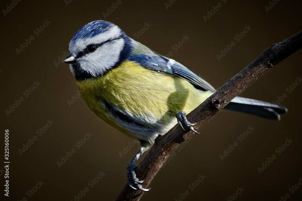 Close-up Eurasian blue tit bird (Cyanistes caeruleus) on a branch in nature and isolated on a brown background Close-up Eurasian blue tit bird (Cyanistes caeruleus) on a branch in nature and isolated on a brown background