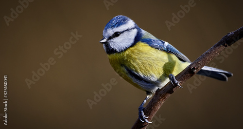 Close-up Bluetit (Cyanistes caeruleus) bird perched on a branch against clean brown background © Thomas Marx