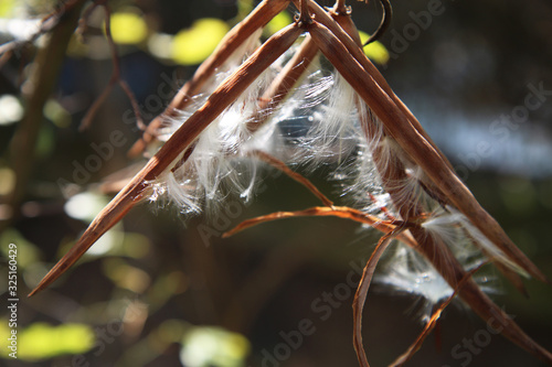 Primo piano di semi lanuginosi di Rhynchospermum Jasminoides (o Falso Gelsomino), pronti a volare 