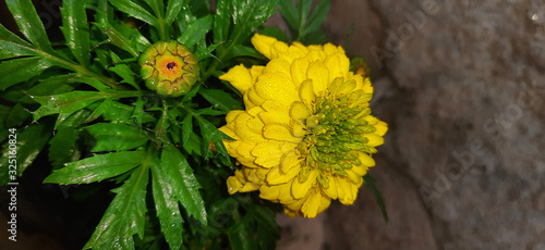 Yellow merigold flower with fog droplets and blur background