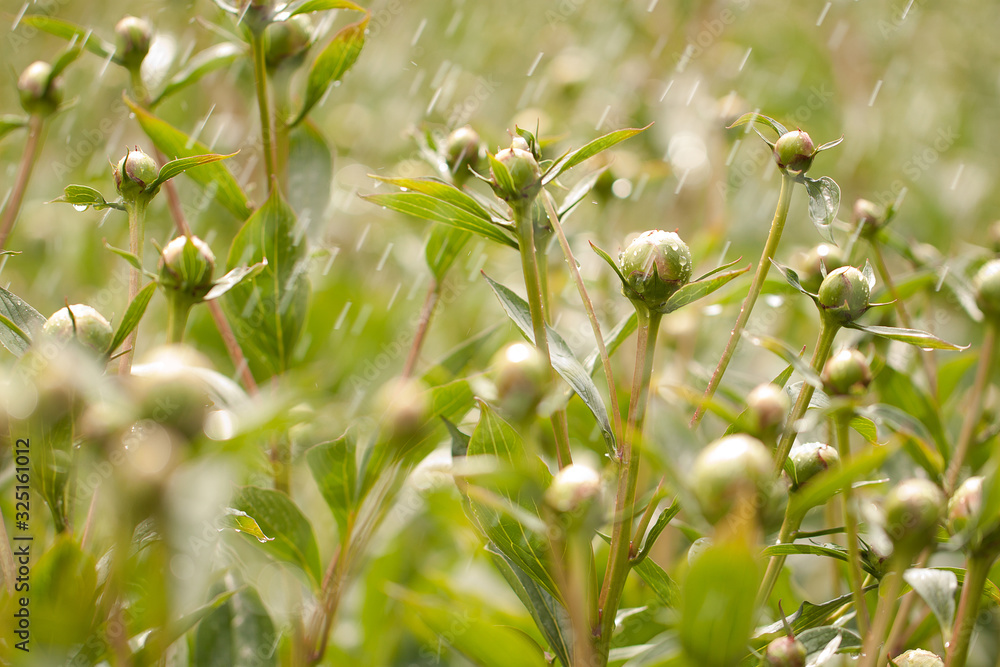 closed buds of peonies blooming in a spring field closed buds of peonies blooming in a spring field