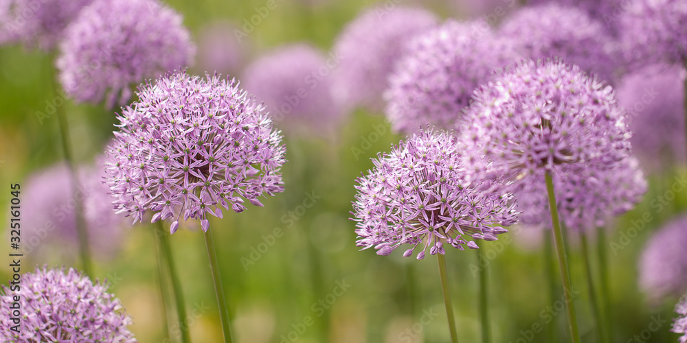 Fototapeta premium lilac allium flowers blooming in a summer park or garden