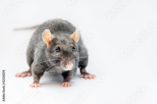 cute black rat on a gray background