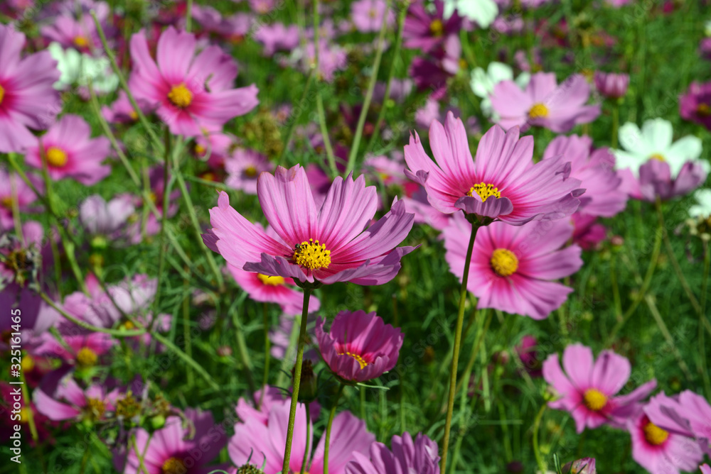 Blumenfeld vor Felsformation in Thailand, Blumen Blumenfeld vor Felsformation in Thailand, Blumen