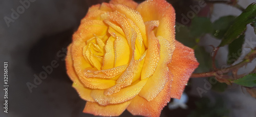 yellow rose flower with fog droplets and blur background