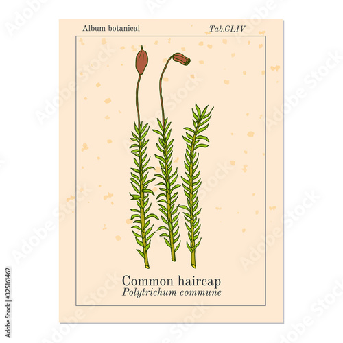 фотографія Common haircap moss Polytrichum commune , medicinal plant