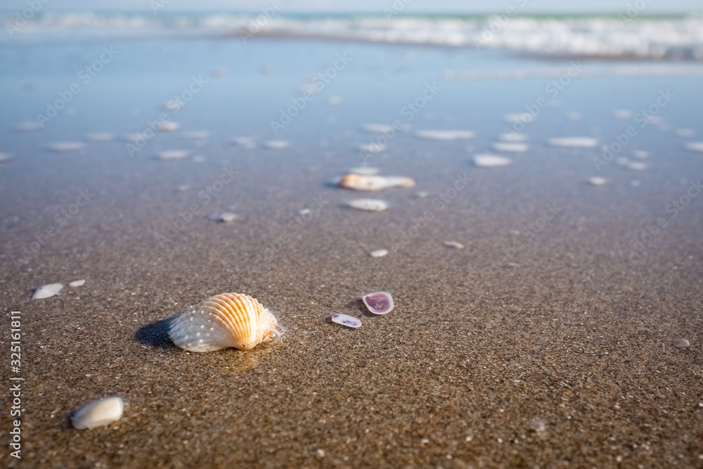 Closeup of sea shells on a golden sand beach. Puglia region, Italy Closeup of sea shells on a golden sand beach. Puglia region, Italy