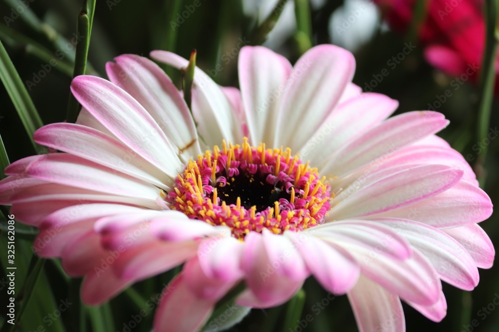 Blüte einer Gerbera mit pink als Nahaufnahme Blüte einer Gerbera mit pink als Nahaufnahme