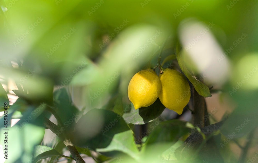 lemon tree with two lemon fruits isolated