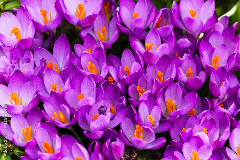 blühender lila Krokus als Blumenteppich blühender lila Krokus als Blumenteppich