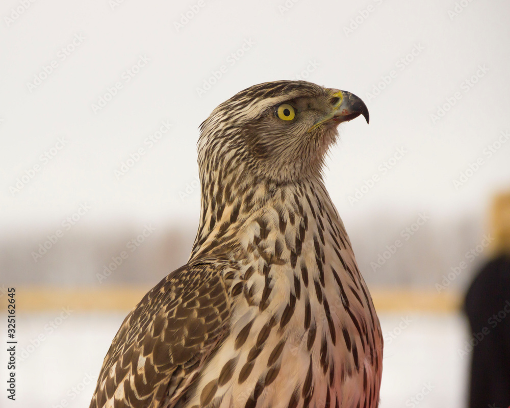 Fototapeta premium Falconry falcon hunting bird