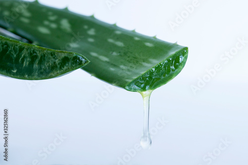 aloe vera plant for wellness skin care