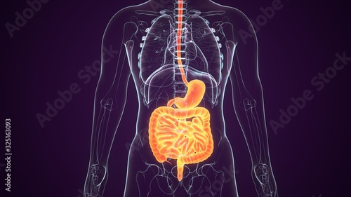 3d rendered anatomy illustration of a human body with digestive system photo