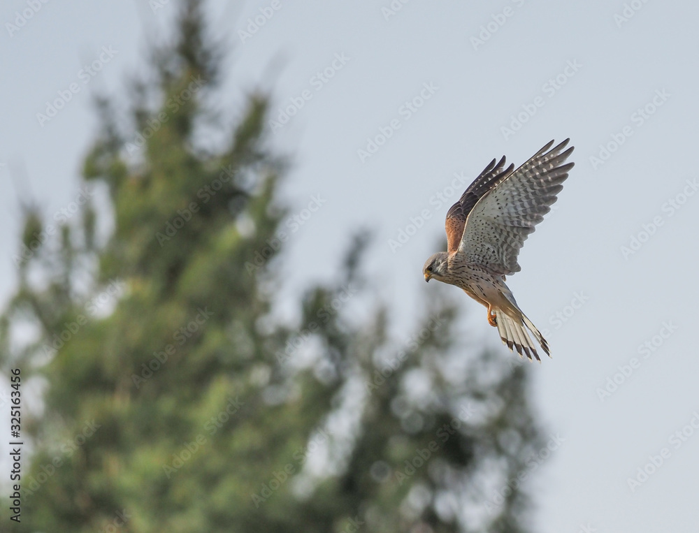 Obraz premium eagle in flight