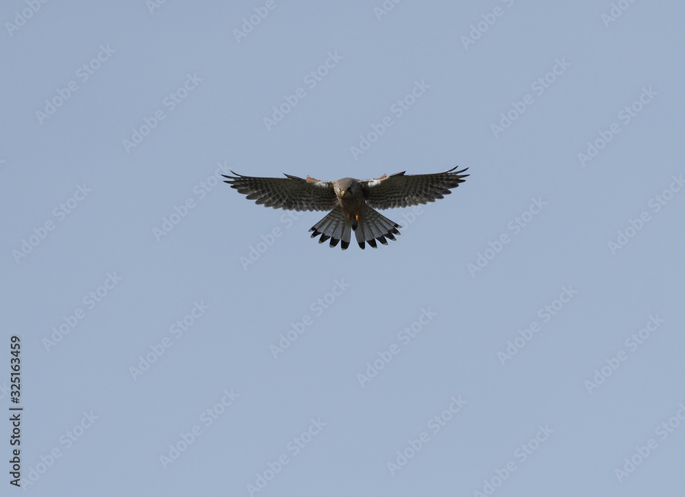 Fototapeta premium eagle in flight