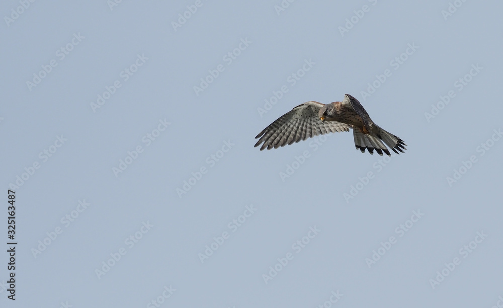 Obraz premium bald eagle in flight