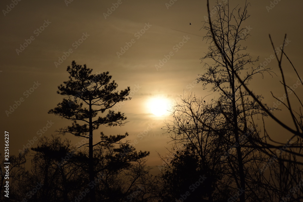 Fototapeta premium sunset in forest