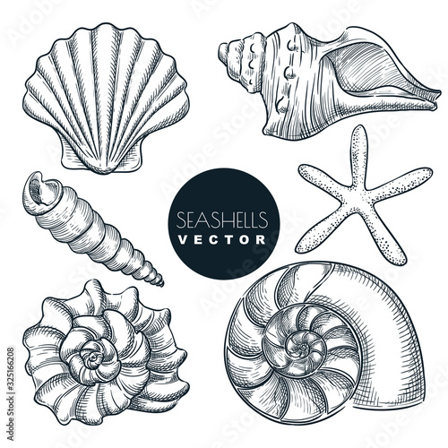 Seashells collection. Vector hand drawn sketch illustration. Summer travel design elements. Sea shells vintage icons set