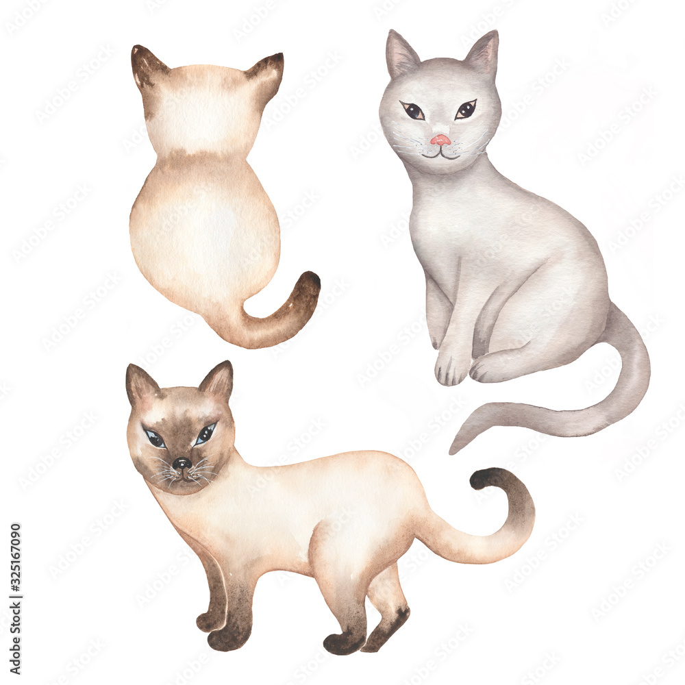 Watercolor cat clipart, animals illustration. domestic animal. Hand painted pet.