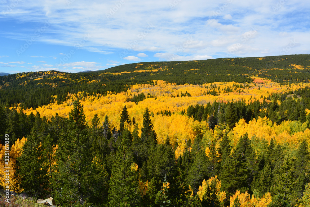 Valley of yellow aspen and green pine.