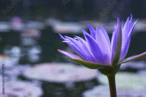Beautiful image of a water lily on the water.