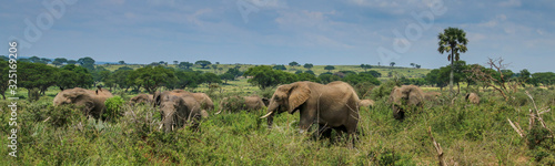  Elephants in Murchinson Falls National Park, Uganda photo