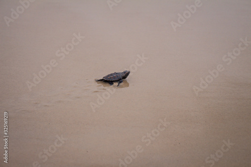 Little baby turtle walking towards the sea. Sea animal.