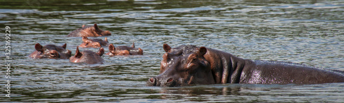 Hippos in the Kazinga Channel, Uganda, Africa