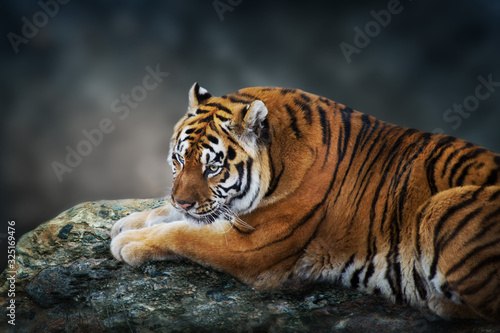 Fototapeta Naklejka Na Ścianę i Meble -  Tiger lay on rock against dark background
