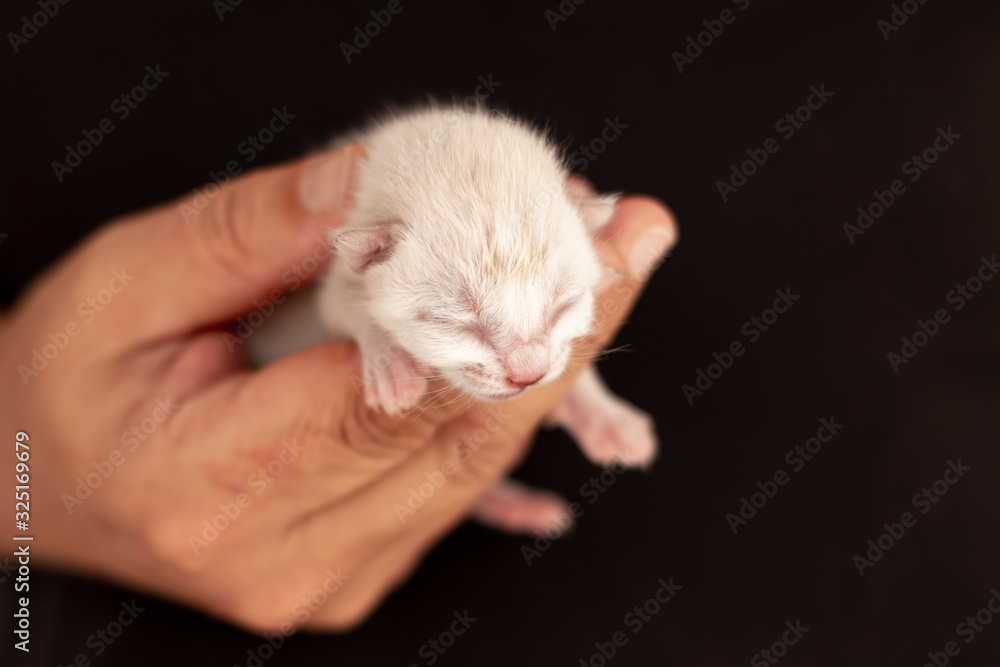 Little white baby cat, in the hand of a man dressed in black.