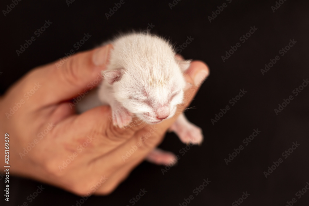 Little white baby cat, in the hand of a man dressed in black. Little white baby cat, in the hand of a man dressed in black.