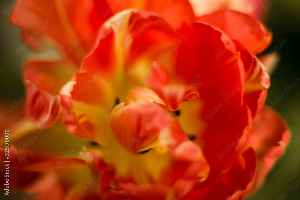  Different flowers macro, background, wallpaper