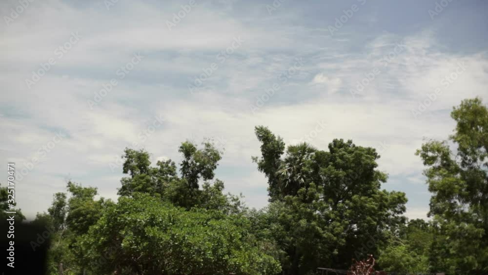 Tree canopy of tropical dry evergreen forest Tree canopy of tropical dry evergreen forest