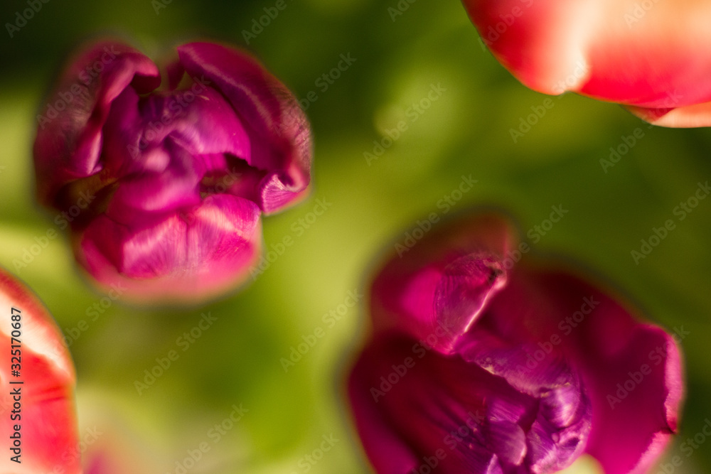 Different flowers macro, background, wallpaper Different flowers macro, background, wallpaper