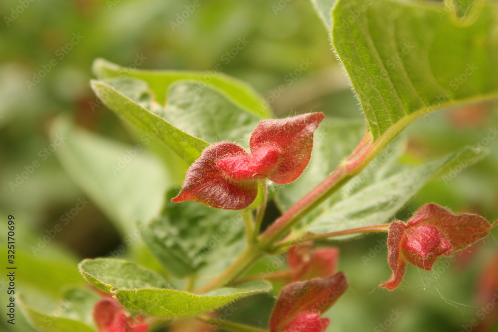 red leaves of a berry shrub looking like kissing lips red leaves of a berry shrub looking like kissing lips